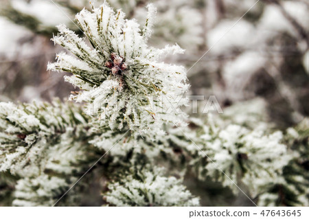 pine branches covered with snow in winter pine branches covered with snow in winter 47643645