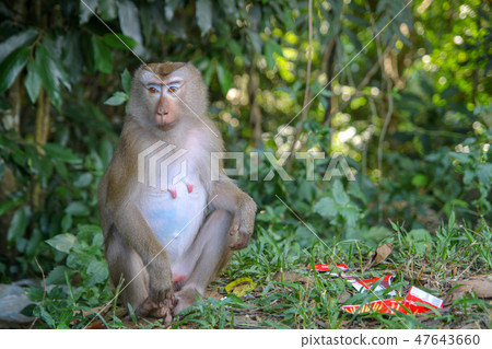 Monkey sitdown near Garbage in side forest 47643660