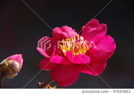 Sasanqua flowers 47643662