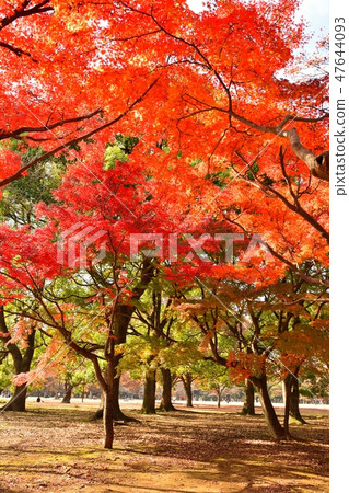 Yoyogi Park in autumn Yoyogi Park in autumn 47644093