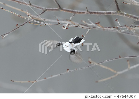 Flight of Shimaneaga 47644307