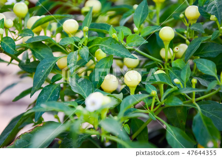 These little balls are cherry peppers These little balls are cherry peppers 47644355