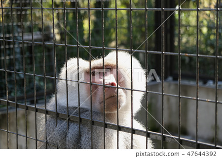 Mantle huge 47644392