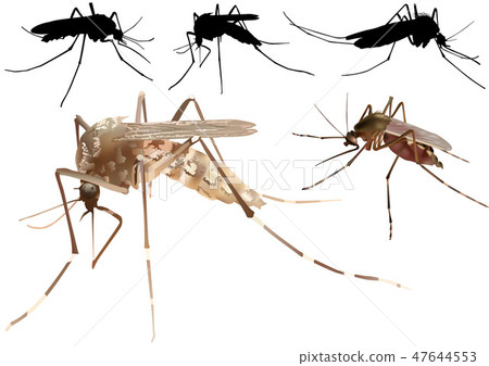 Mosquito Set 47644553