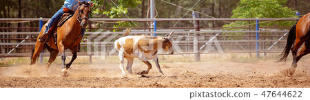 Australian Team Calf Roping Rodeo Event Australian Team Calf Roping Rodeo Event 47644622