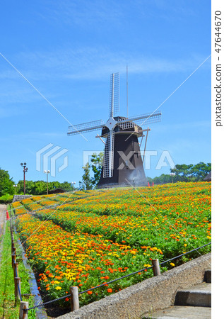 Windmill and marigold 47644670