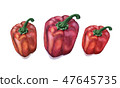 Three atercolor peppers on white background. 47645735
