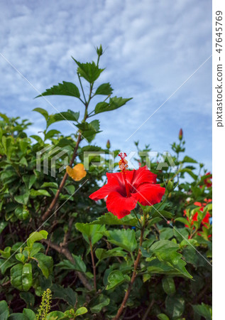 Hibiscus 47645769