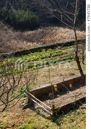 Nara bay Yato in Machida city in January 47645786