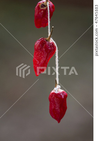 Fruit of Joloquia Fruit of Joloquia 47645883