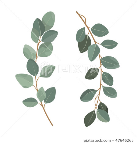 Set of eucalyptus branches isolated on white background. 47646263