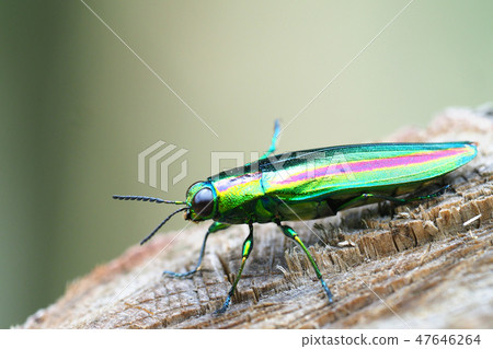 Yamato Tamamushi Yamato Tamamushi 47646264