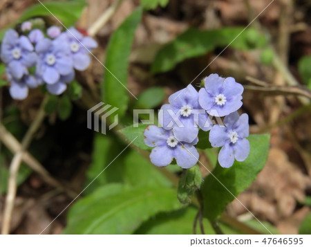 Flowers of Lauris (May, 2018 spring, Ohno City, Fukui Prefecture) 47646595