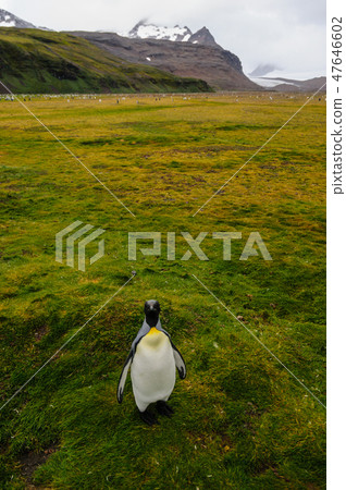 King Penguins on Salisbury plains 47646602