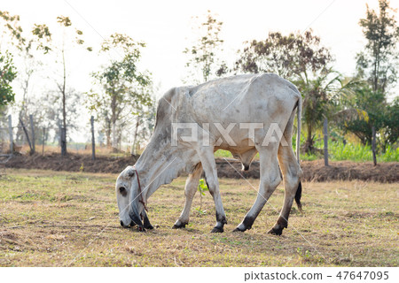 Cow eating organic grass in grazing 47647095