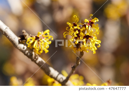 Yellow flower blooming in early spring 47647777