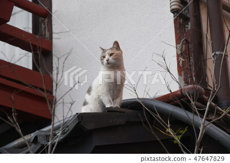 貓在屋頂上 貓在屋頂上 47647829