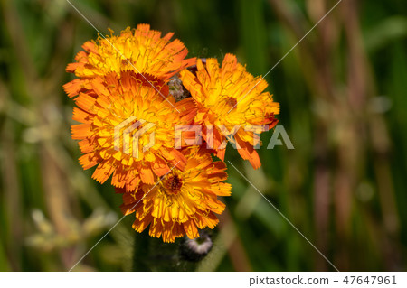 Devils paintbrush, Hieracium aurantiacum 47647961