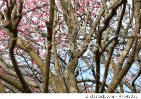 Woodpecker · kogera · February · pair · plum · red plum · couple · perch tree · couple · plum garden 47648013