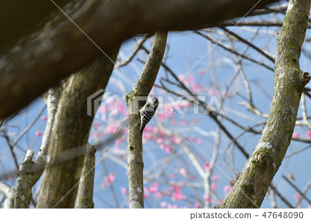 Woodpecker · kogera · plum · full bloom · couple · sunny · plum garden · pair · couple · sweet tree · eat · February · meal 47648090