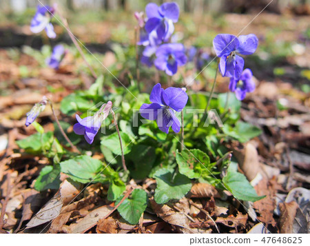 春天的花朵：Tachibubosu 47648625