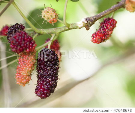 Fresh ripe mulberry berries on tree Fresh ripe mulberry berries on tree 47648678