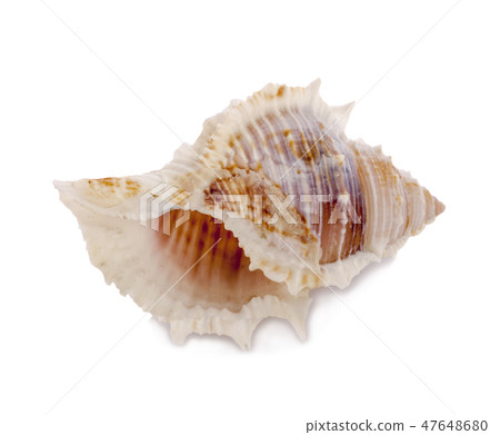 Sea shell isolate on white background Sea shell isolate on white background 47648680