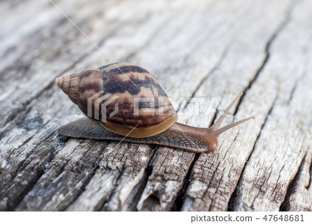 Snail an isolated on background Snail an isolated on background 47648681