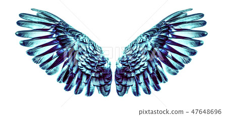 Angel wings an isolated on white background Angel wings an isolated on white background 47648696