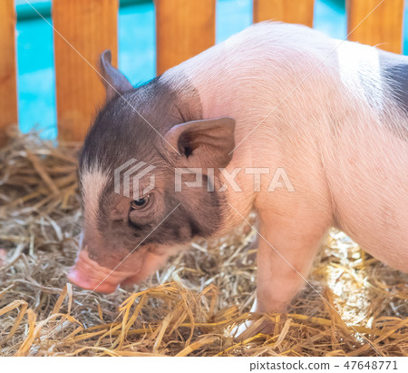 Cute little pig Cute little pig 47648771