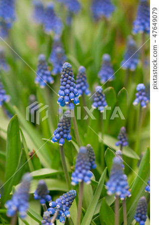 Muscari flowers 47649079