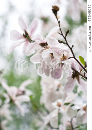 Magnolia flowers Magnolia flowers 47649082