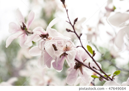 Magnolia flowers Magnolia flowers 47649084