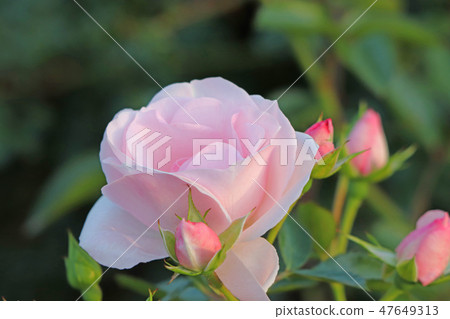 Lovely roses with light pink 47649313