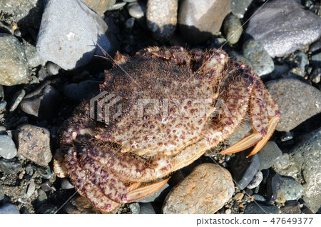 Chestnut crabs bought at Hama Station Chestnut crabs bought at Hama Station 47649377