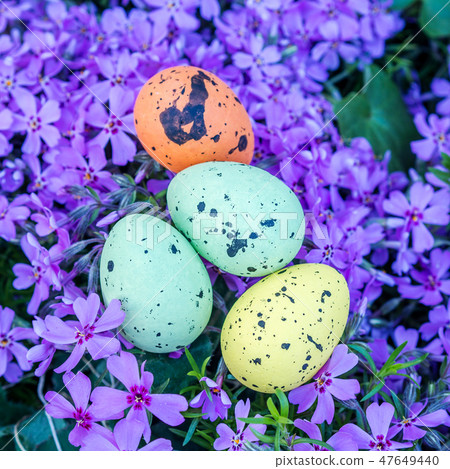 easter multicolored eggs on violet flowers easter multicolored eggs on violet flowers 47649440