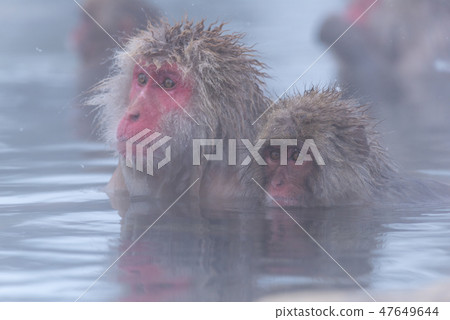 Snow monkey in Jigokudani Monkey Park Snow monkey in Jigokudani Monkey Park 47649644