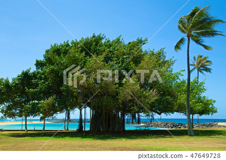 阿拉莫阿納公園 47649728