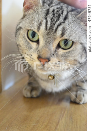 Cats aiming for food (American short hair) 47649785