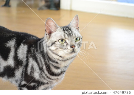 Cats aiming for pet food (American short hair) Cats aiming for pet food (American short hair) 47649786
