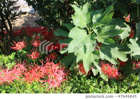 Higishishi花和無花果葉 47649845