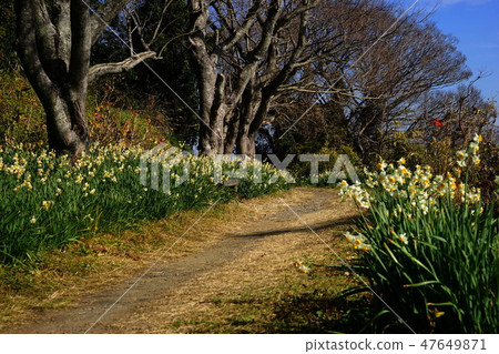 January Shizuoka 42 Japan Narcissus group cloth · Satsuta Pass January Shizuoka 42 Japan Narcissus group cloth · Satsuta Pass 47649871