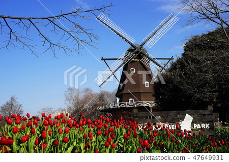 January Funabashi Andersen Park 07 Windmill and Ice Tulip 47649931
