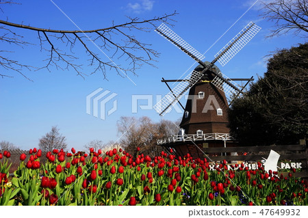 January Funabashi Anderson Park 06 Windmill and Ice Tulip 47649932