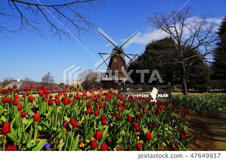 January Funabashi Anderson Park 01 Windmill and Ice Tulip 47649937