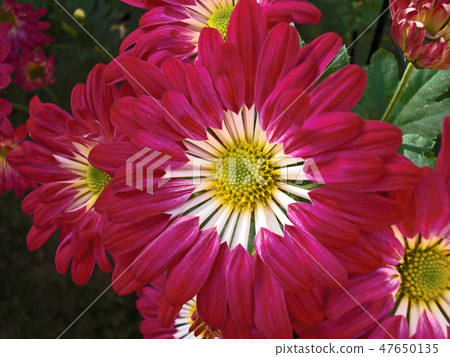 Chrysanthemum Chrysanthemum 47650135