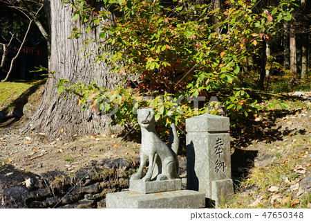 Shiwa Inari神社的狐狸 Shiwa Inari神社的狐狸 47650348