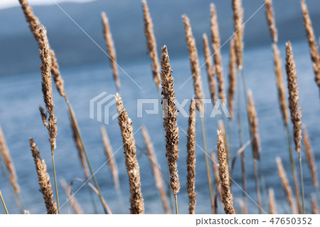 Phragmites on pale blue water background 47650352