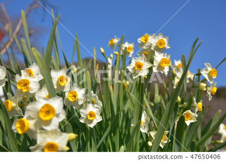 Daffodil and blue sky Japanese daffodils 47650406