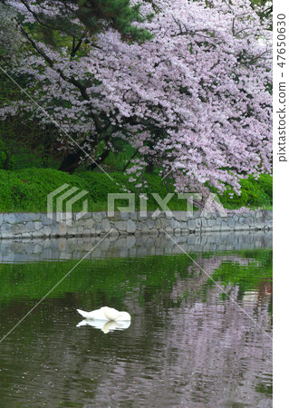 Cherry Blossoms   47650630